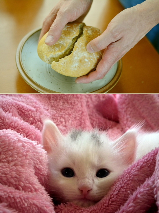 무라카미 하루키는 갓 구운 빵을 찢어먹기, 이불속에 들어온 고양이의 감촉 등으로 소소한 행복을 표현했다. 사진= 픽사베이