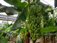 [제주N] 바나나 재배 지침서 농가에 보급한다