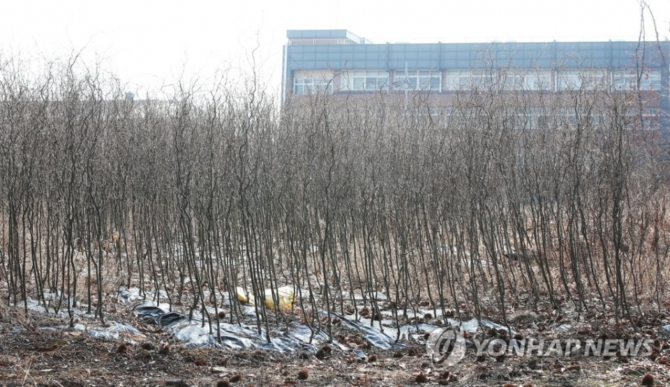 사진은 신도시로 예정된 경기도 시흥시 무지내동의 한 토지에 묘목이 빽빽하게 심어져 있다.