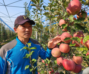 “사과는 주인의 관심을 받고 자라요”
