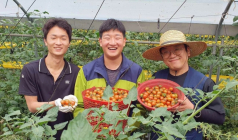 쿠팡, '토마토 전량폐기 위기' 농가 돕는다