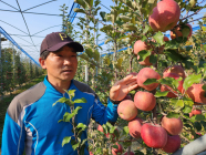 “사과는 주인의 관심을 받고 자라요”