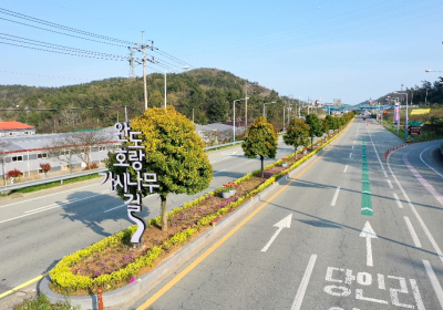 완도군, 군목(郡木) ‘완도호랑가시나무’로 변경