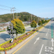 완도군, 군목(郡木) ‘완도호랑가시나무’로 변경