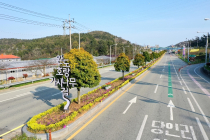 완도군, 군목(郡木) ‘완도호랑가시나무’로 변경