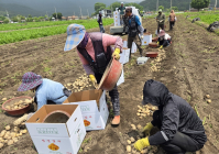 보성군 햇감자 본격 수확