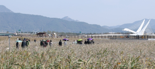 강진만 갈대축제, 개막 이틀째에 5만명 ‘북적’